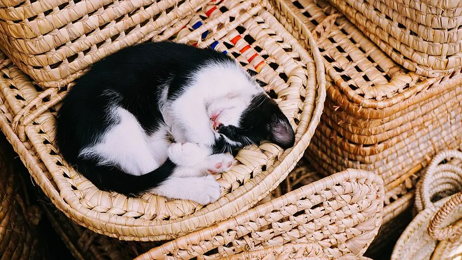 Кот дня